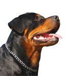 Proteínas ‘perro guardián’ revelan conexiones sorprendentes entre la enfermedad de Huntington y otros trastornos cerebrales