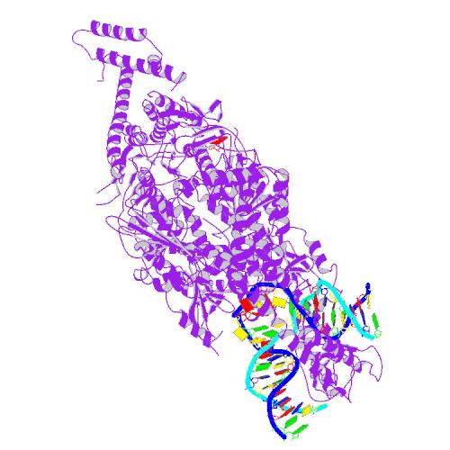 Una proteína de reparación del ADN modifica la estabilidad de los tramos largos de CAG en el gen de la enfermedad de Huntington