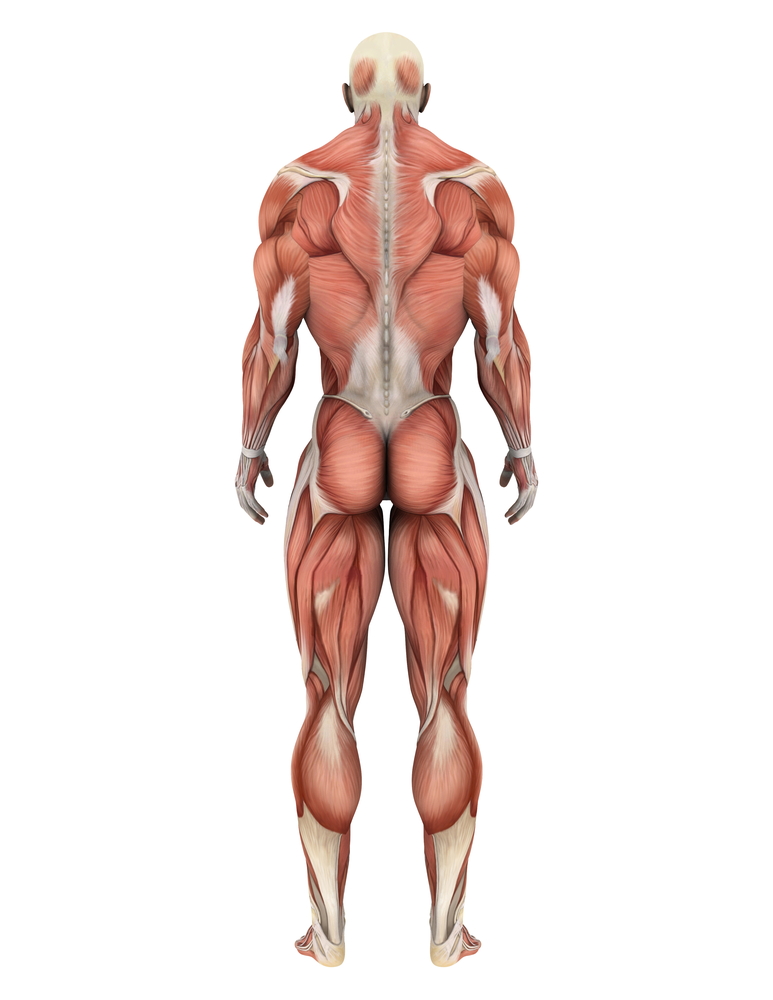 ¿Podrían los problemas musculares ayudar a explicar los movimientos en pacientes con la enfermedad de Huntington?