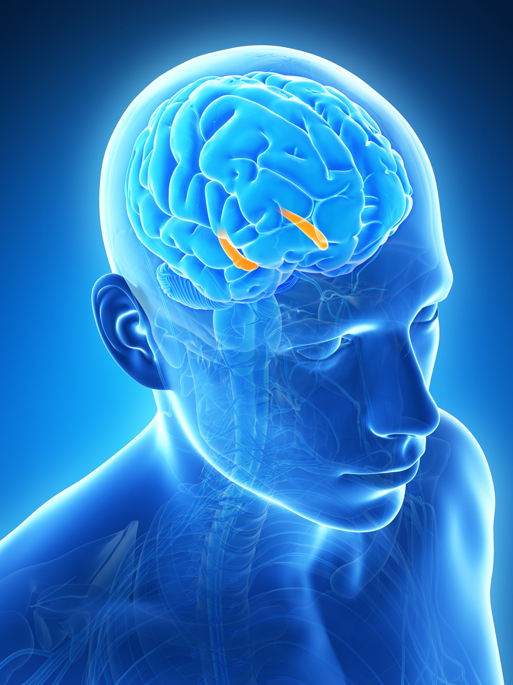 Pensar con claridad sobre los primeros síntomas de la EH y qué regiones del cerebro los controlan