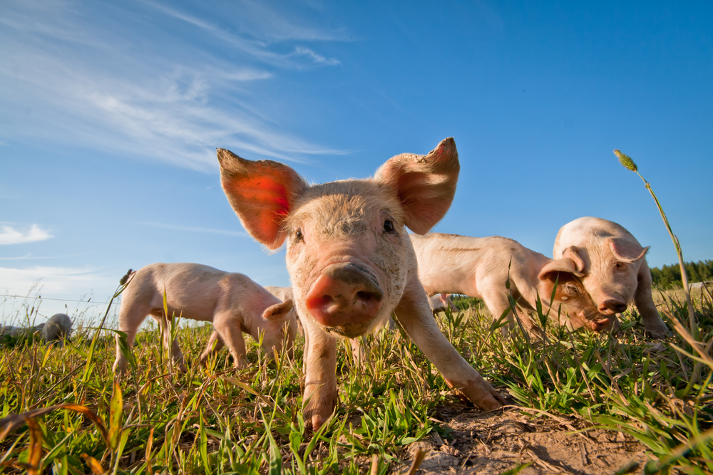 Primero Dolly, ahora Piglet: se confirma un nuevo modelo de cerdo con inserción de Huntington
